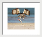 Talon and Tide - Framed Print