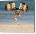 Talon and Tide - Acrylic Print
