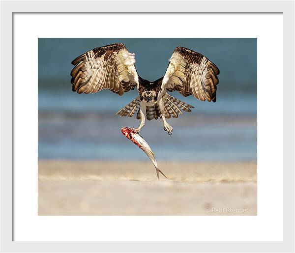 Talon and Tide - Framed Print