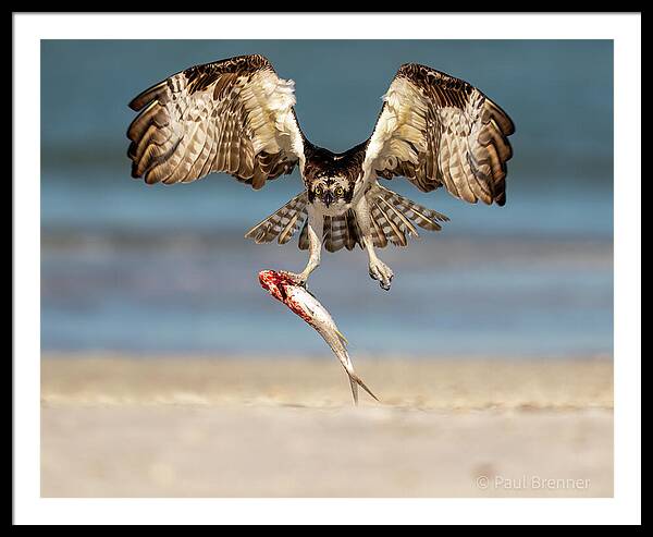 Talon and Tide - Framed Print