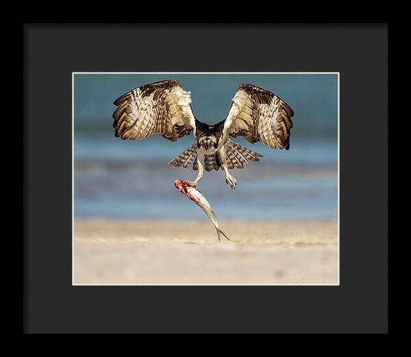 Talon and Tide - Framed Print