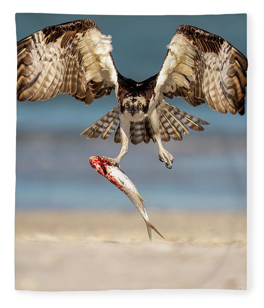 Talon and Tide - Blanket
