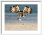 Talon and Tide - Framed Print