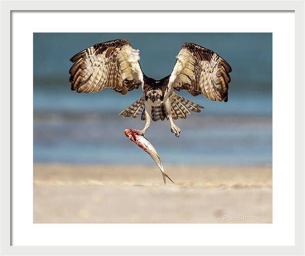 Talon and Tide - Framed Print