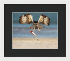 Talon and Tide - Framed Print