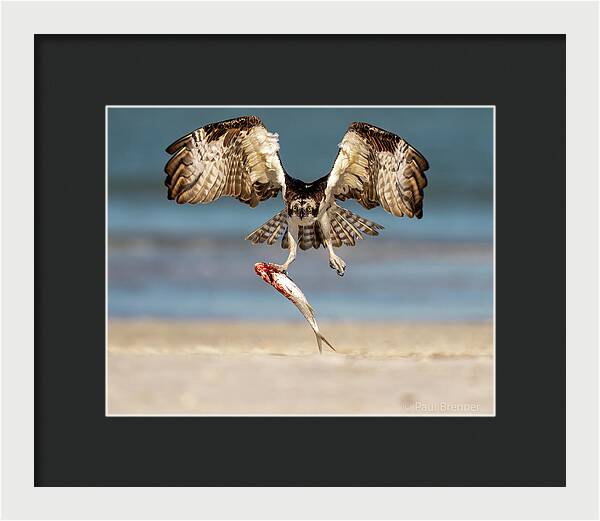 Talon and Tide - Framed Print