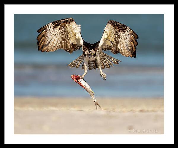 Talon and Tide - Framed Print
