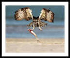 Talon and Tide - Framed Print