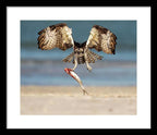 Talon and Tide - Framed Print