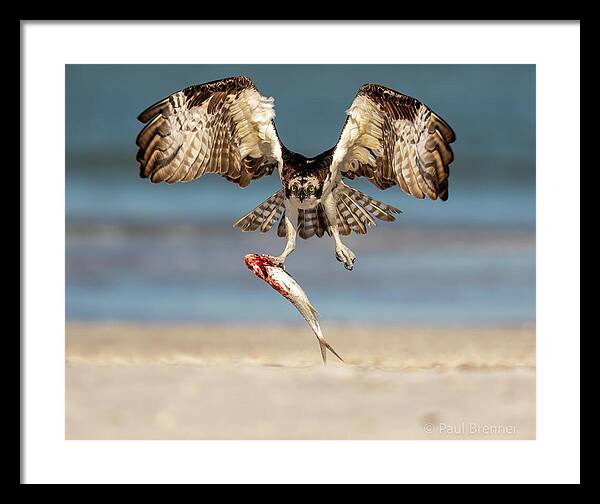Talon and Tide - Framed Print