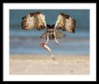 Talon and Tide - Framed Print