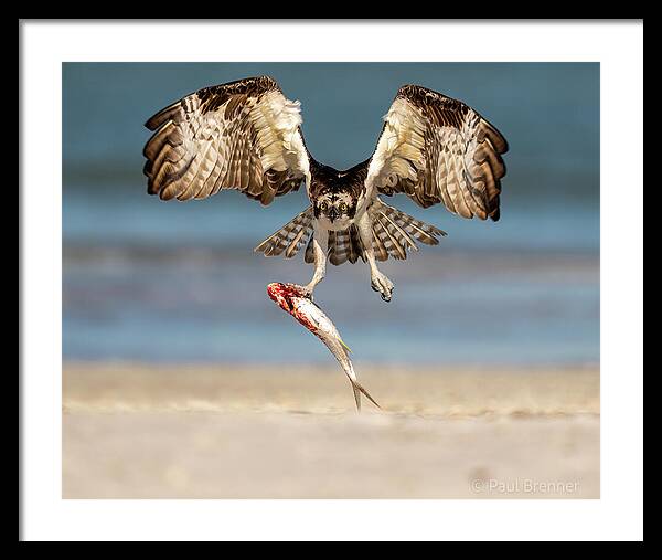 Talon and Tide - Framed Print