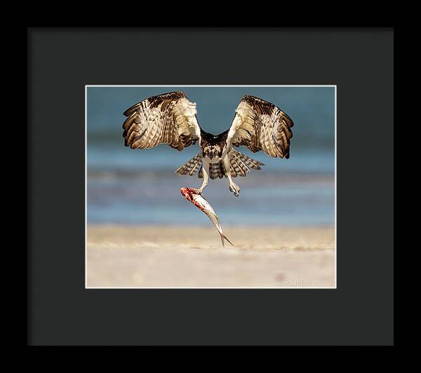 Talon and Tide - Framed Print