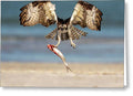 Talon and Tide - Greeting Card