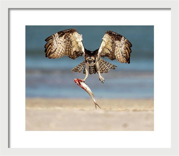 Talon and Tide - Framed Print