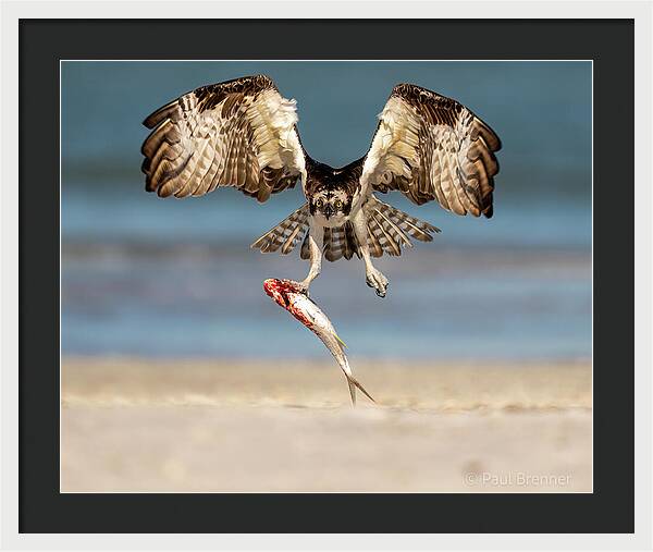Talon and Tide - Framed Print