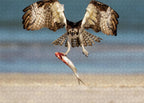 Talon and Tide - Puzzle