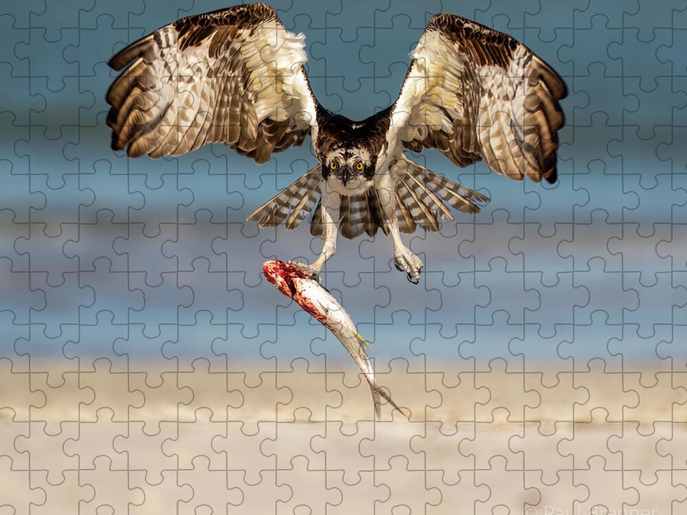 Talon and Tide - Puzzle