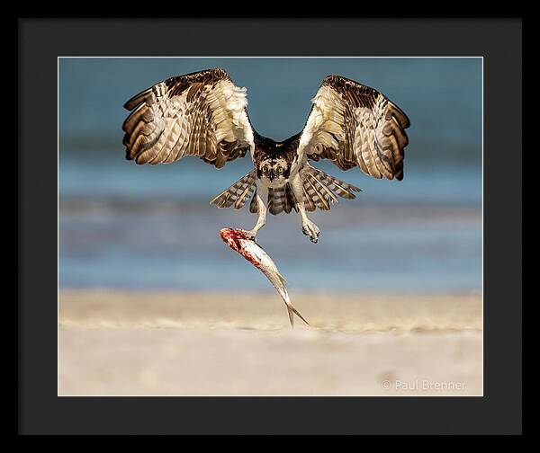 Talon and Tide - Framed Print