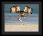Talon and Tide - Framed Print