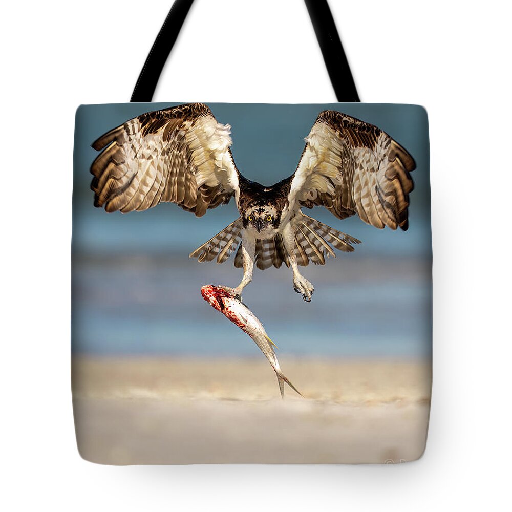 Talon and Tide - Tote Bag