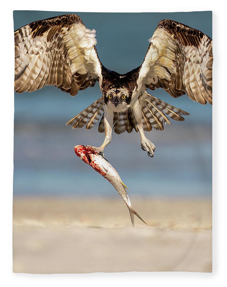 Talon and Tide - Blanket