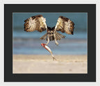 Talon and Tide - Framed Print