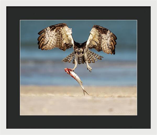 Talon and Tide - Framed Print
