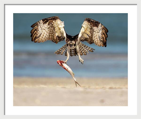 Talon and Tide - Framed Print
