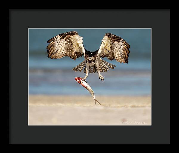 Talon and Tide - Framed Print