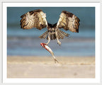 Talon and Tide - Framed Print