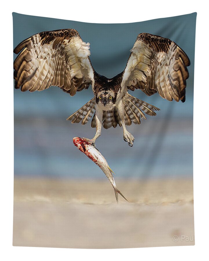 Talon and Tide - Tapestry