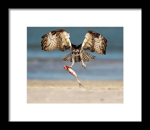 Talon and Tide - Framed Print