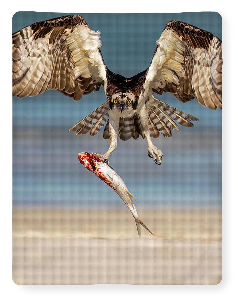 Talon and Tide - Blanket
