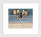 Talon and Tide - Framed Print