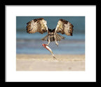 Talon and Tide - Framed Print