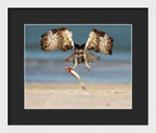 Talon and Tide - Framed Print