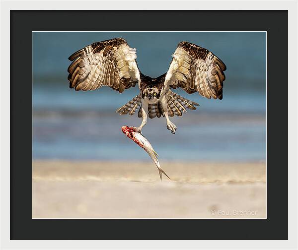 Talon and Tide - Framed Print