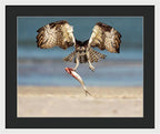 Talon and Tide - Framed Print