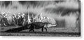 The Crossing - Canvas Print