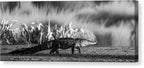 The Crossing - Canvas Print