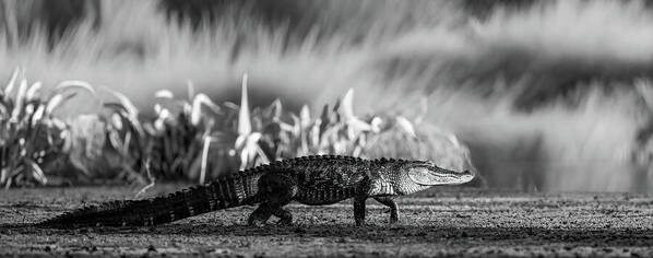 The Crossing - Art Print