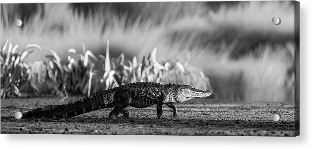 The Crossing - Acrylic Print