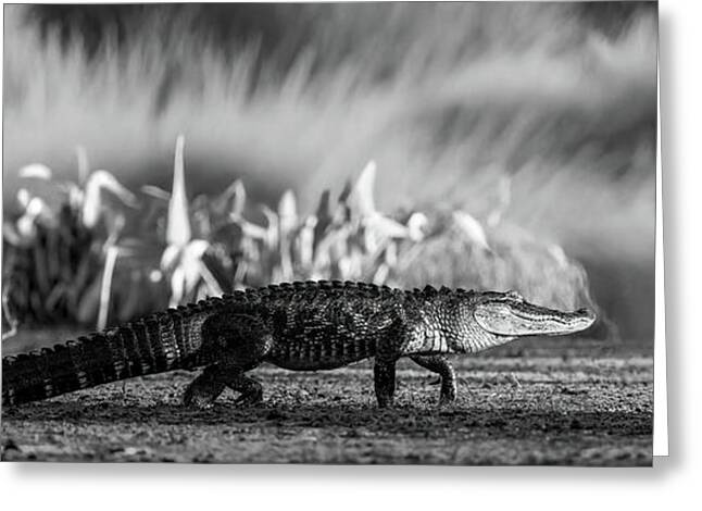 The Crossing - Greeting Card