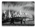 The Crossing - Blanket
