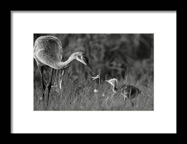 Todays lesson - Framed Print