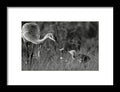 Todays lesson - Framed Print