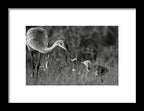 Todays lesson - Framed Print