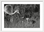 Todays lesson - Framed Print