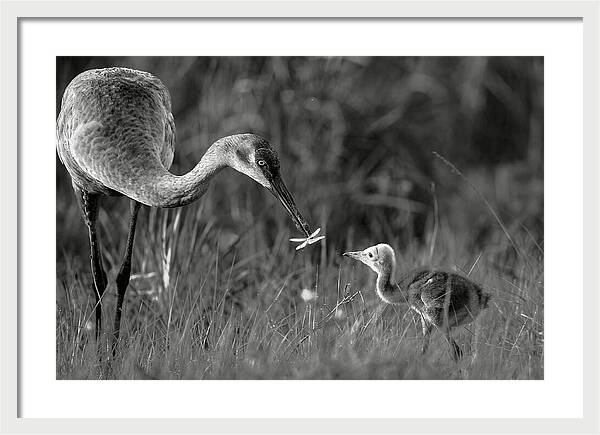 Todays lesson - Framed Print
